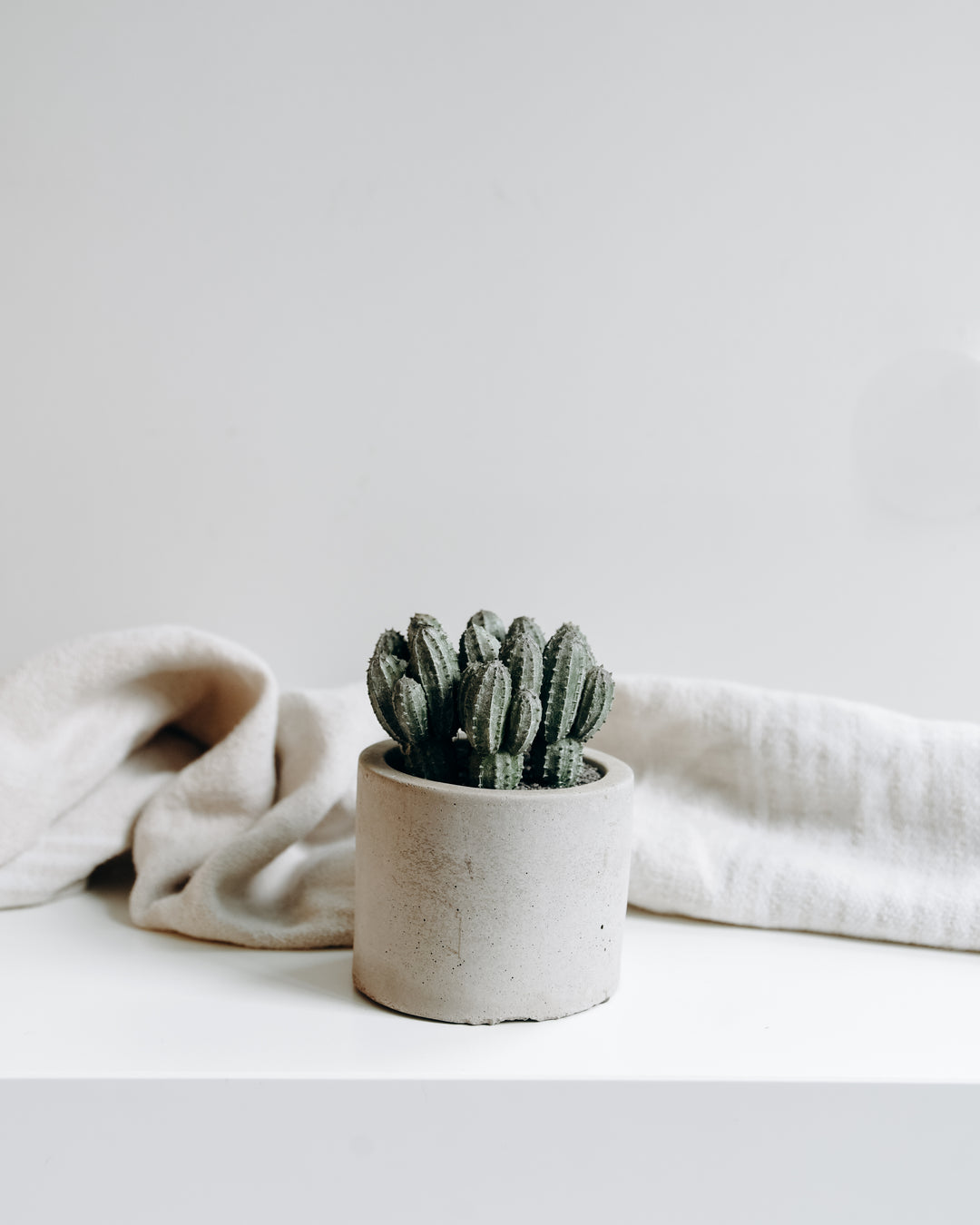 Faux Cactus Plant in Pot - Homeworks Etc ®