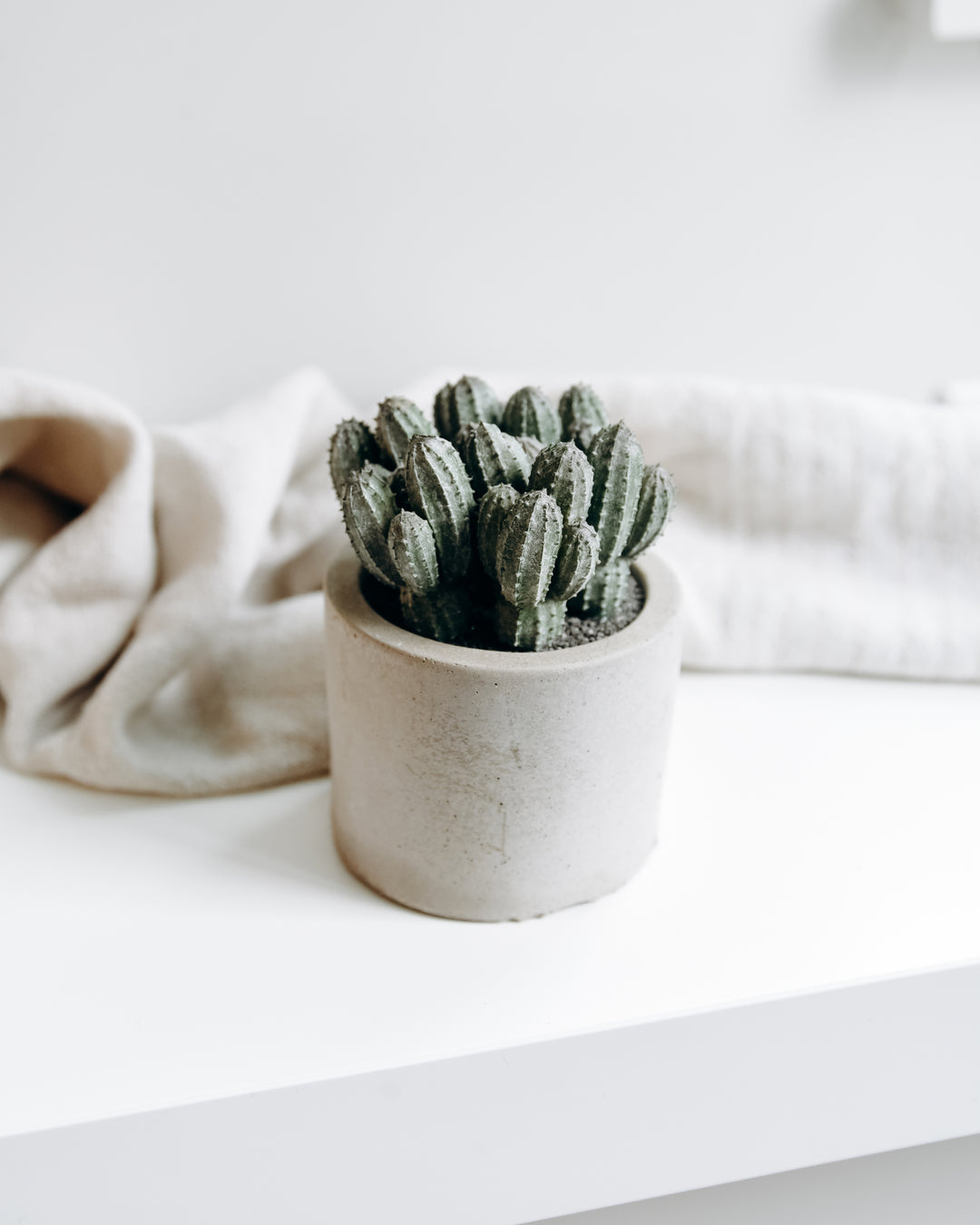Faux Cactus Plant in Pot - Homeworks Etc ®